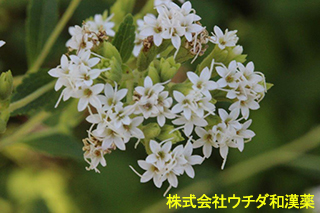 ステビア　キク科