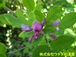 ヤマハギ　マメ科