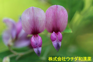 ヤマハギ　マメ科