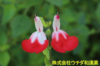 チェリーセージ　シソ科