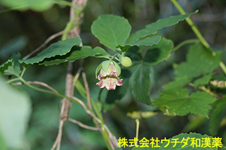 ツルニンジン　キキョウ科