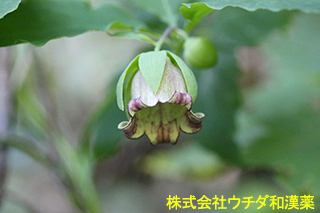ツルニンジン　キキョウ科