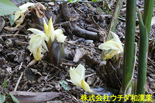 ミョウガ　ショウガ科