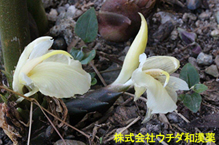 ミョウガ　ショウガ科