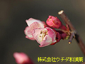 ボケ
