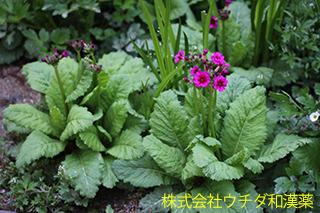 クリンソウ　サクラソウ科