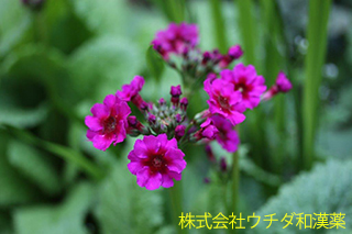 クリンソウ　サクラソウ科