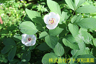ヤマシャクヤク　ボタン科
