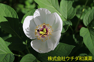 ヤマシャクヤク　ボタン科