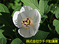 ヤマシャクヤク