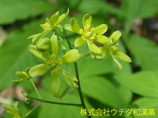 ルイヨウボタン　メギ科