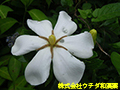 クチナシ