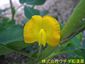 ナンキンマメ