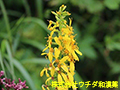 アキノキリンソウ