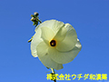 トロロアオイ