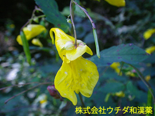 ツリフネソウ　ツリフネソウ科