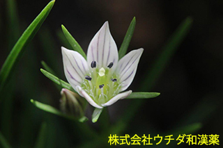 センブリ　リンドウ科