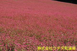 ソバ　タデ科