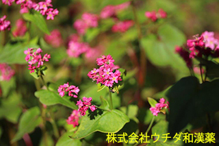 ソバ　タデ科