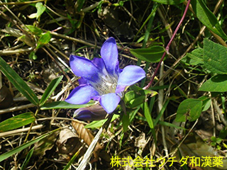 リンドウ　リンドウ科