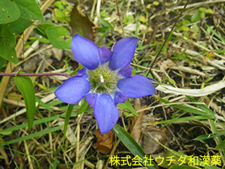 リンドウ　リンドウ科