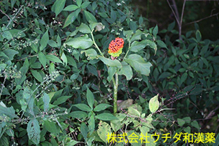 マムシグサ　テンナンショウ科