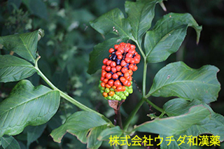 マムシグサ　テンナンショウ科