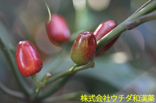 アオキ　ミズキ科