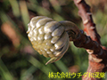 ミツマタ