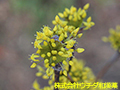 サンシュユ