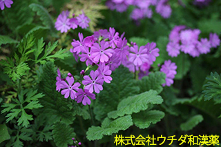サクラソウ　サクラソウ科