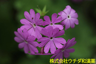 サクラソウ　サクラソウ科