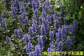 ジュウニヒトエ　シソ科