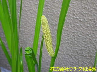 ショウブ　サトイモ科