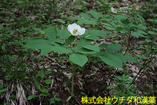 ヤマシャクヤク　ボタン科