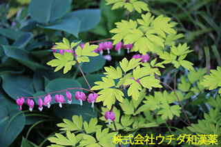 ケマンソウ　ケシ科