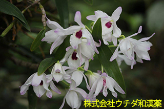 デンドロビウム　ラン科
