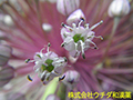 ニンニク