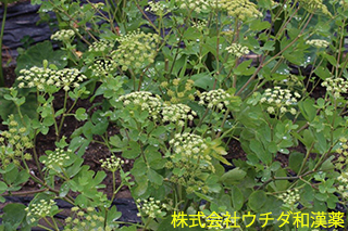 ボタンボウフウ　セリ科