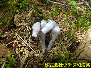 ギンリョウソウ　イチヤクソウ科