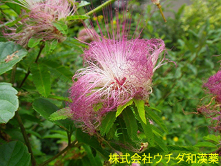 ネムノキ　マメ科