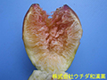イチジク