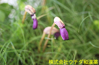 ナンバンギセル　ハマウツボ科