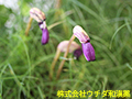 ナンバンギセル