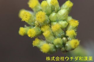 ハハコグサ　キク科