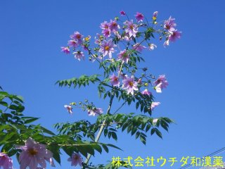 ダリア　キク科