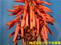 キダチアロエ