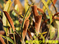 ヒトツバ