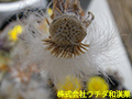 フキタンポポ