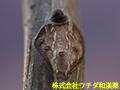 ホウノキ